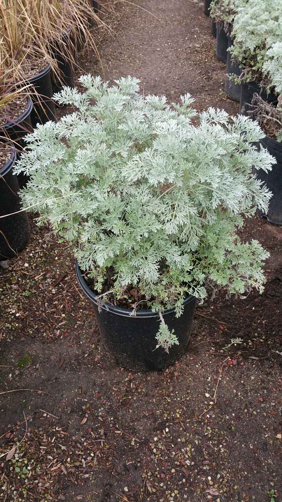 artemisia-powis-castle