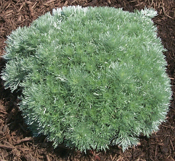 artemisia-schmidtiana-silver-mound-silvermound-wormwood