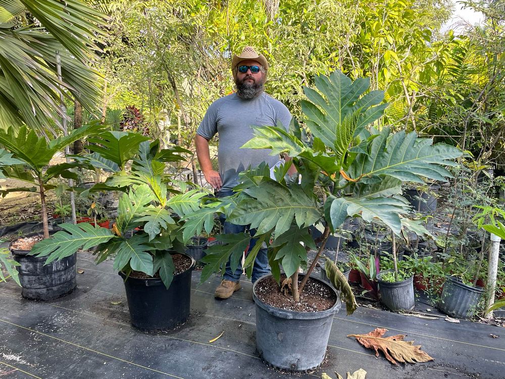 artocarpus-altilis-breadfruit