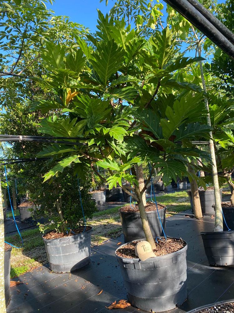 artocarpus-altilis-breadfruit