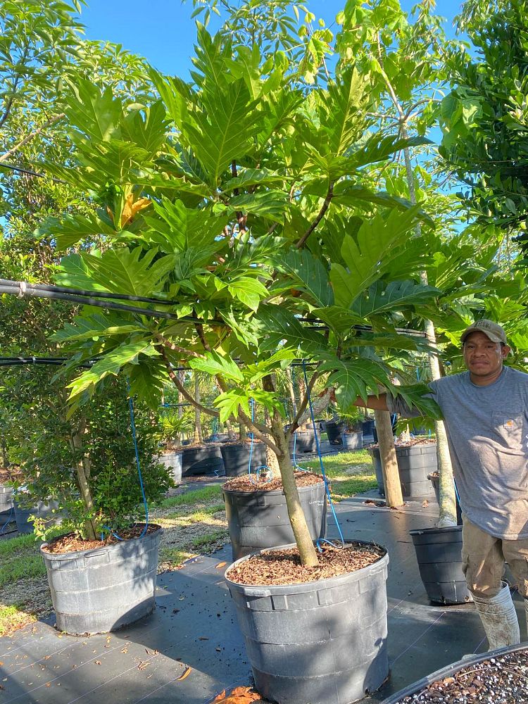 artocarpus-altilis-breadfruit