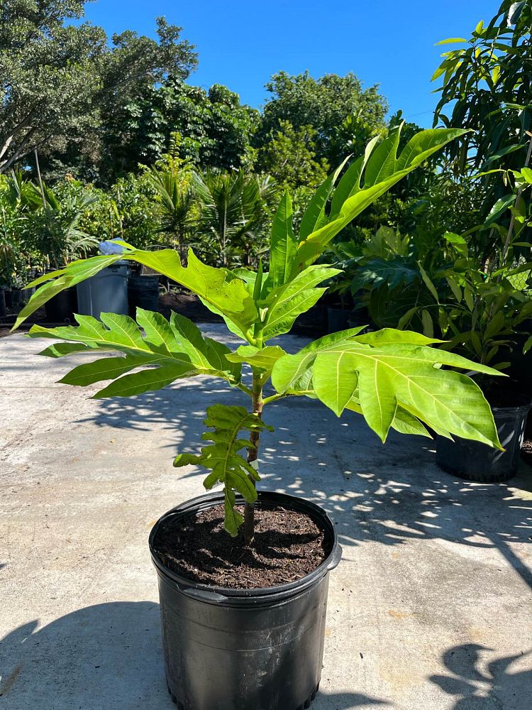 artocarpus-altilis-breadfruit