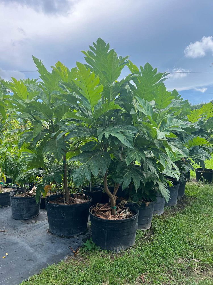 artocarpus-altilis-breadfruit