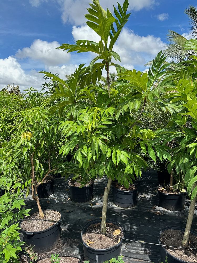 artocarpus-altilis-breadfruit