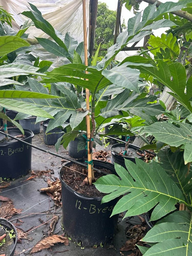 artocarpus-altilis-breadfruit