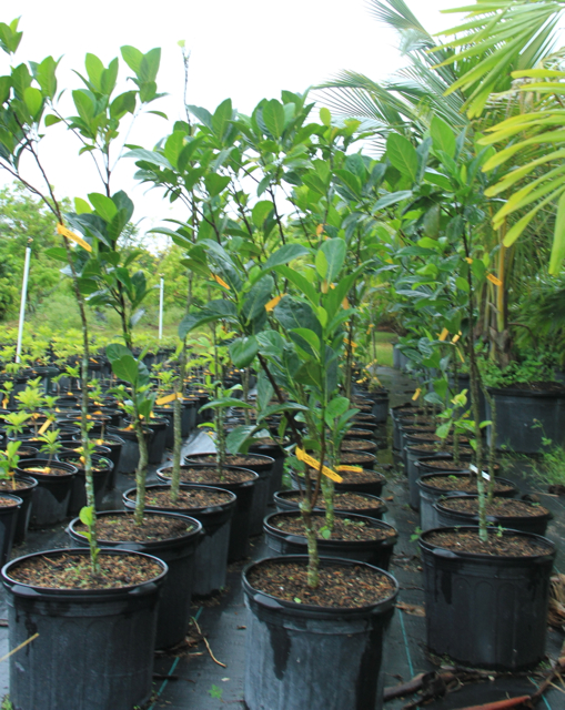 artocarpus-heterophyllus-jackfruit-edible