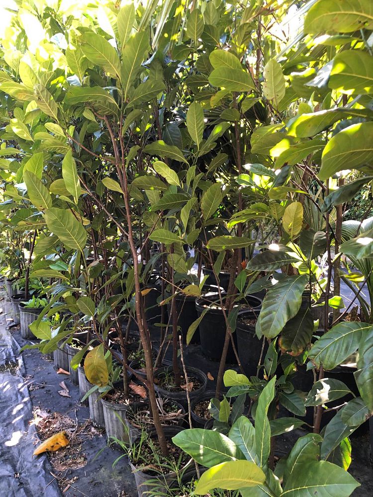 artocarpus-heterophyllus-jackfruit-edible