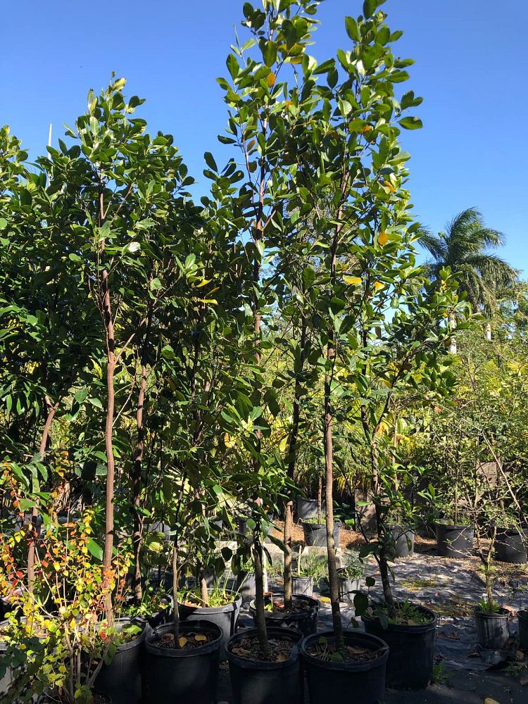 artocarpus-heterophyllus-jackfruit-edible
