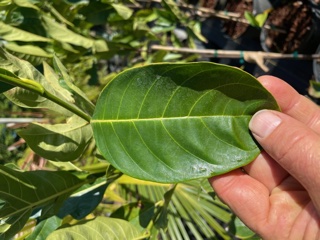 artocarpus-heterophyllus-jackfruit-edible
