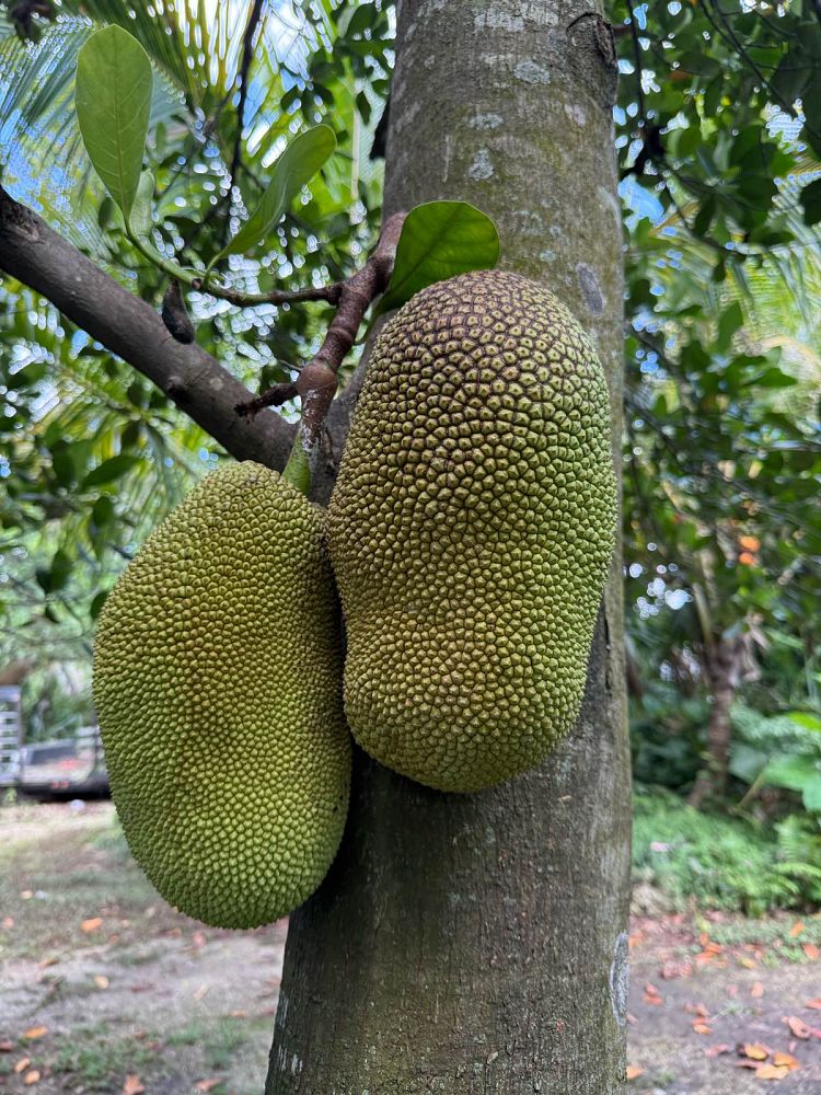 artocarpus-heterophyllus-jackfruit-edible