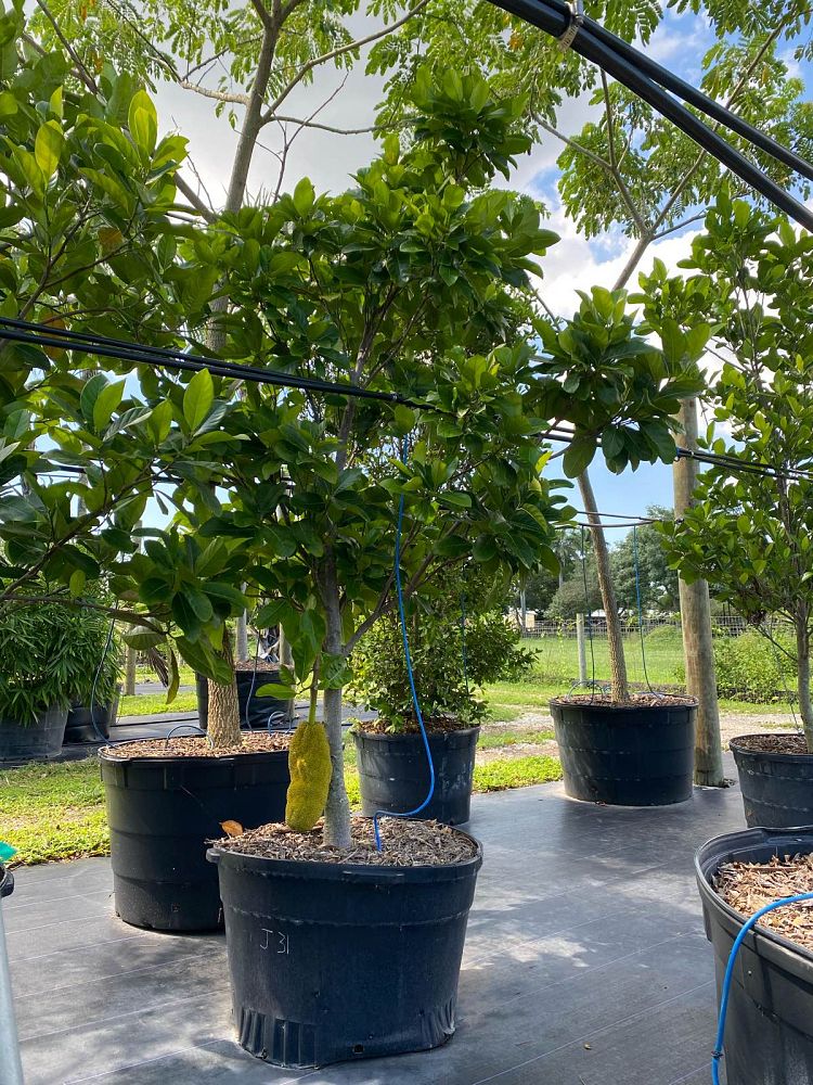 artocarpus-heterophyllus-jackfruit-edible