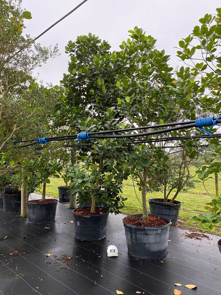 artocarpus-heterophyllus-jackfruit-edible