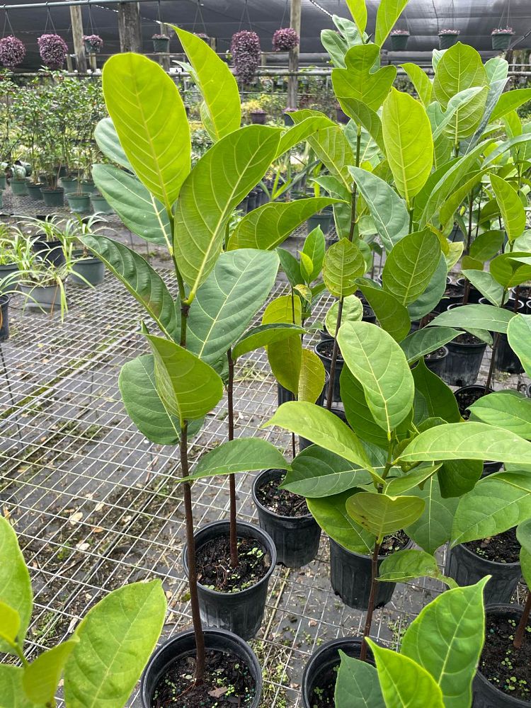 artocarpus-heterophyllus-jackfruit-edible