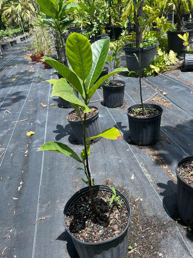 artocarpus-heterophyllus-jackfruit-edible