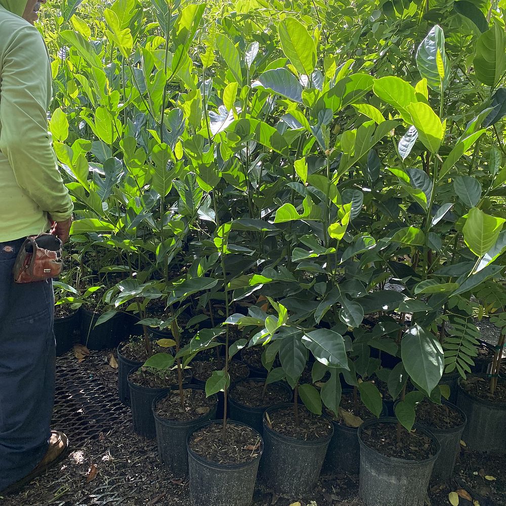 artocarpus-heterophyllus-jackfruit-edible