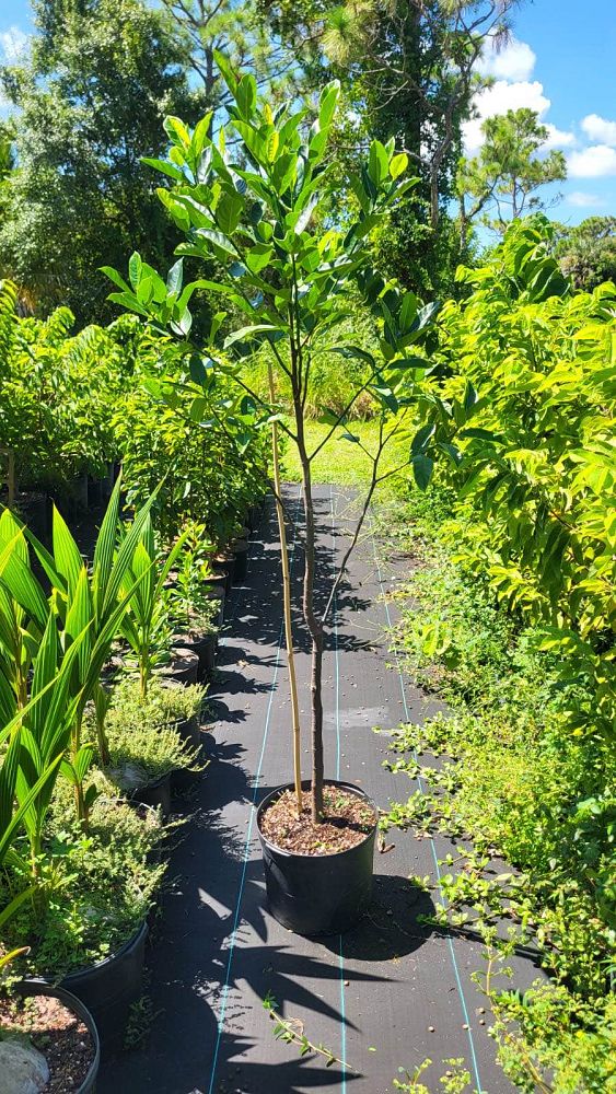 artocarpus-heterophyllus-jackfruit-edible