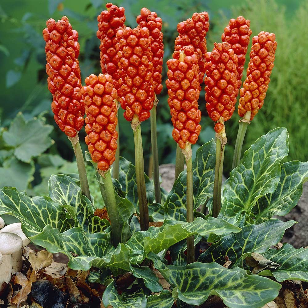 arum-italicum