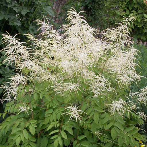 aruncus-aethusifolius-dwarf-goat-s-beard