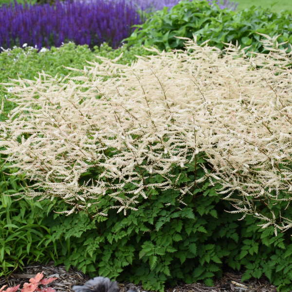 aruncus-chantilly-lace