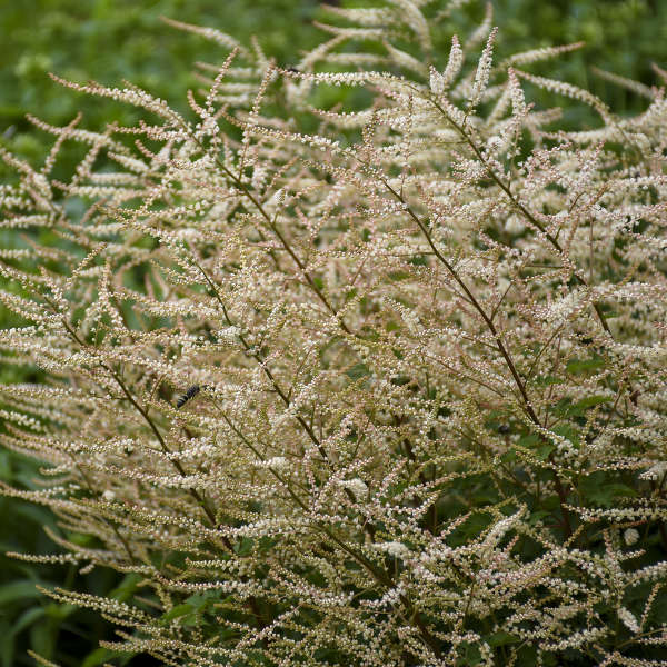 aruncus-chantilly-lace