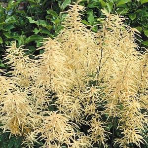 aruncus-dioicus-sylvan-goat-s-beard