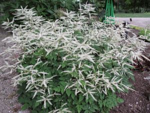 aruncus-misty-lace-goat-s-beard-misty-lace