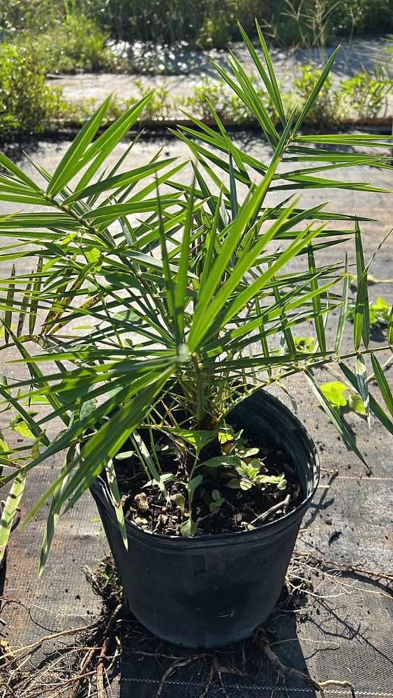 aruncus-sylvester