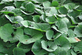 asarum-canadense-canadian-snakeroot-canadian-wild-ginger