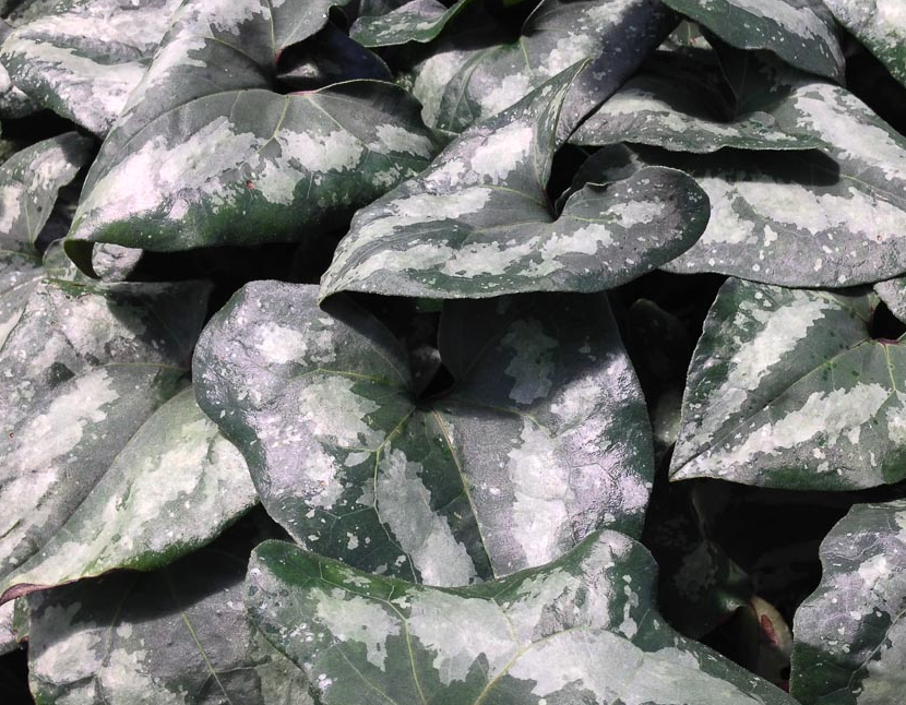 asarum-splendens-quicksilver-wild-ginger