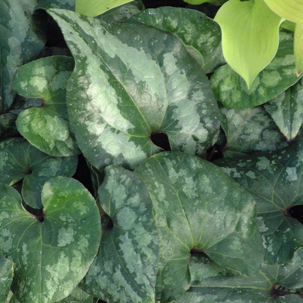 asarum-splendens-wild-ginger
