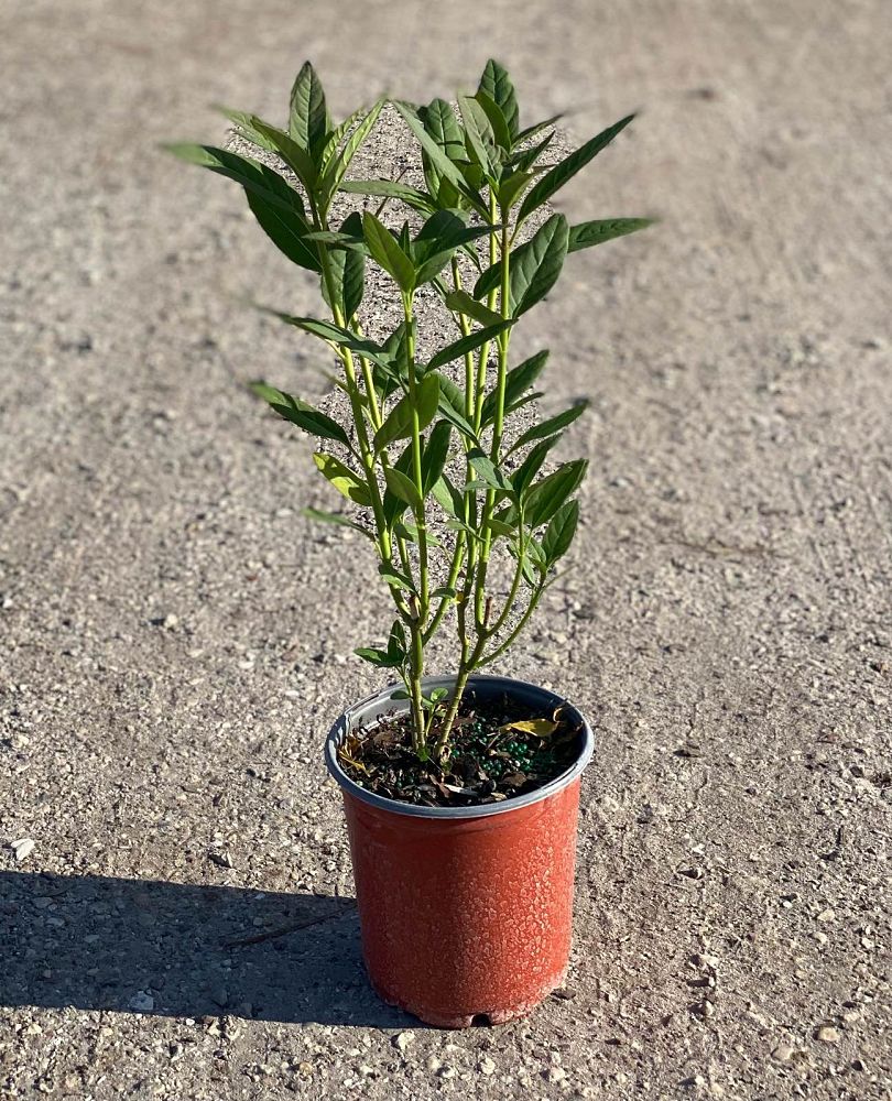 asclepias-brevipes-milkweed-asclepias