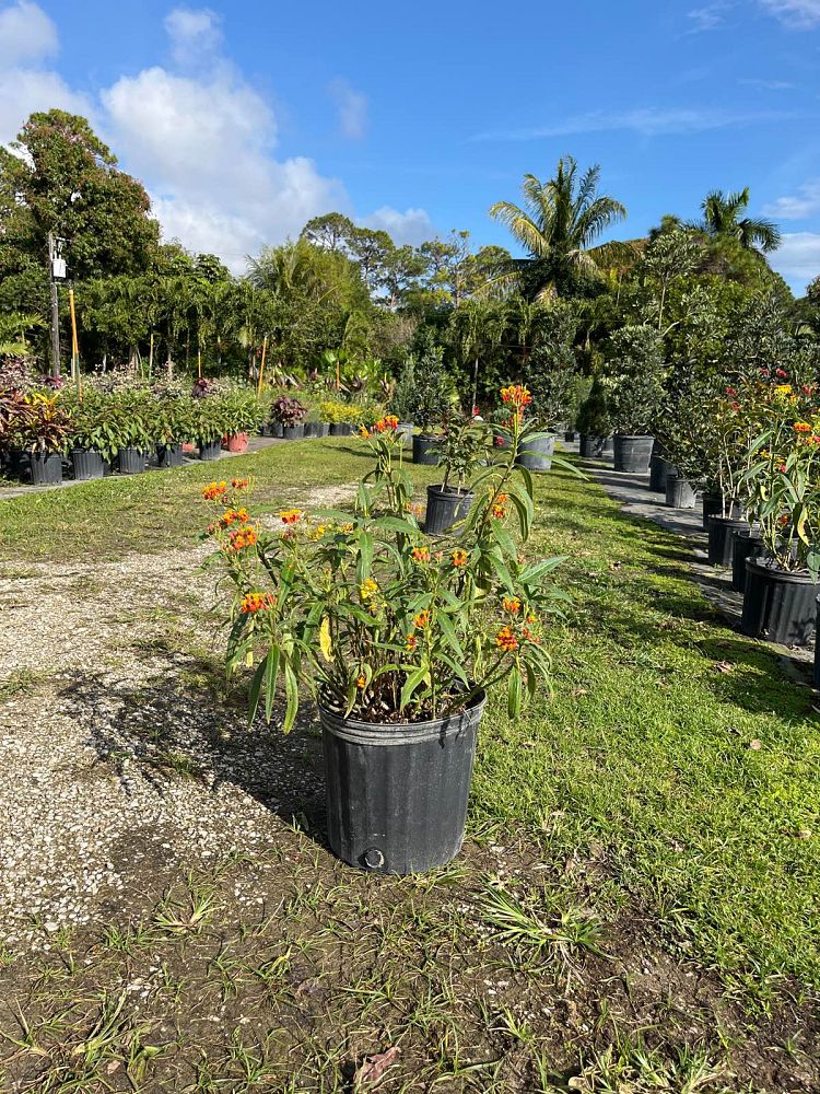 asclepias-brevipes-milkweed-asclepias
