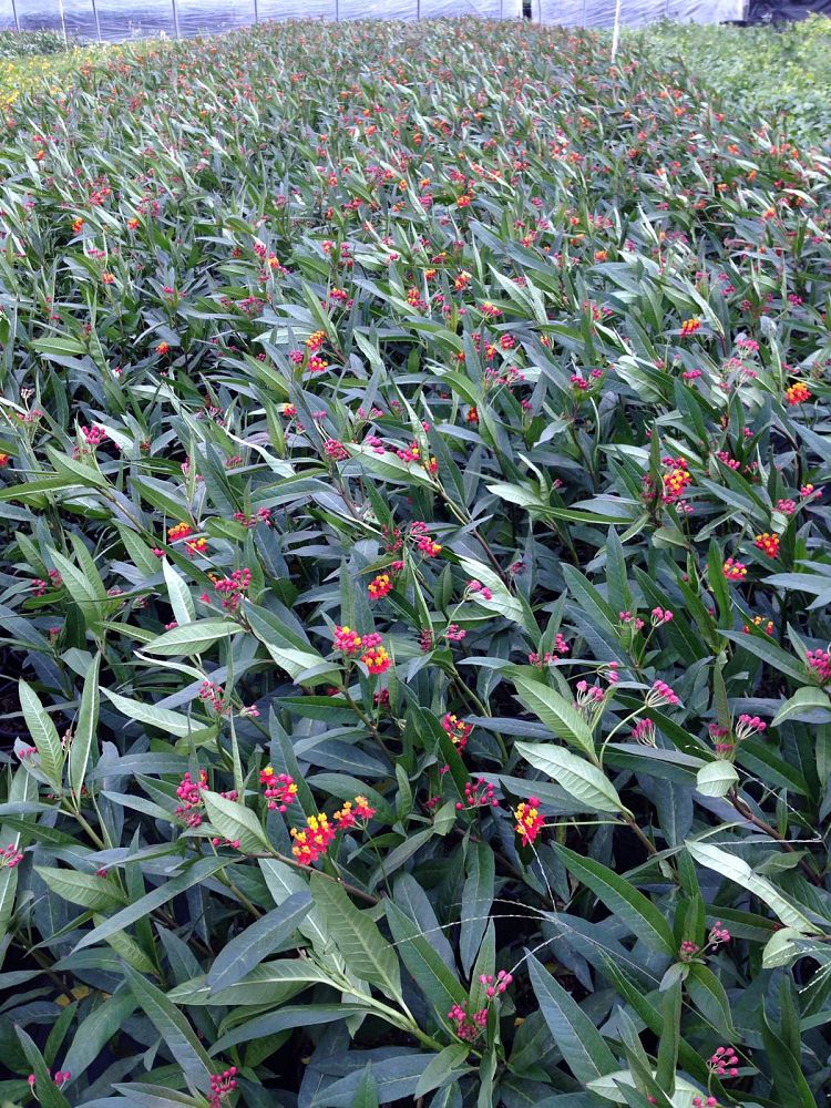 asclepias-curassavica-milkweed-bloodflower