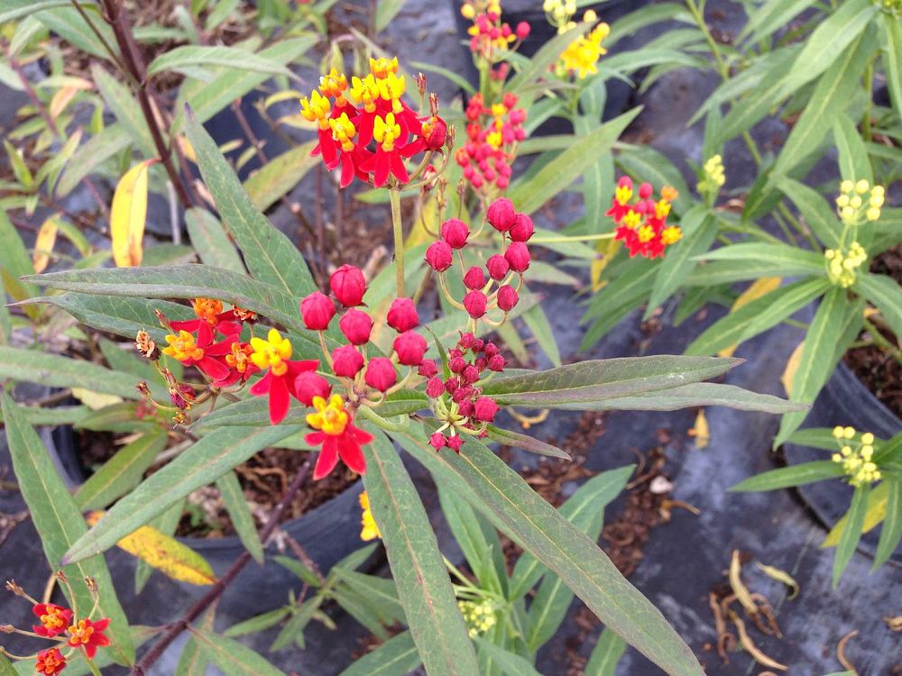 asclepias-curassavica-milkweed-bloodflower