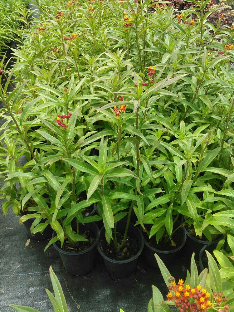 asclepias-curassavica-milkweed-bloodflower