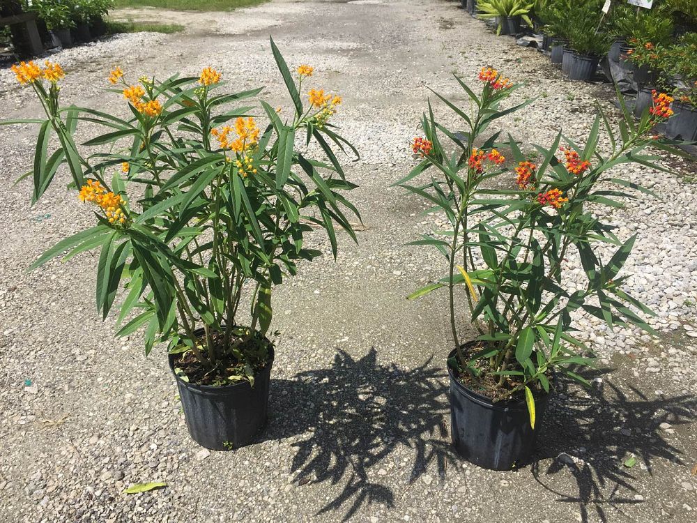 asclepias-curassavica-milkweed-bloodflower