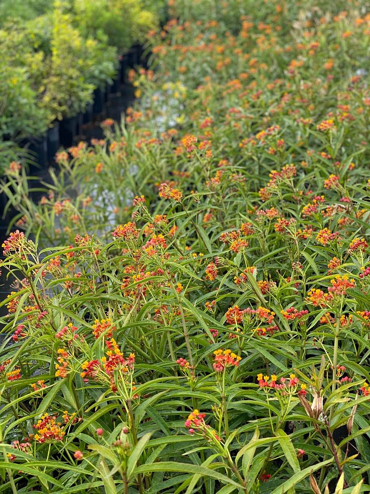 asclepias-curassavica-milkweed-bloodflower