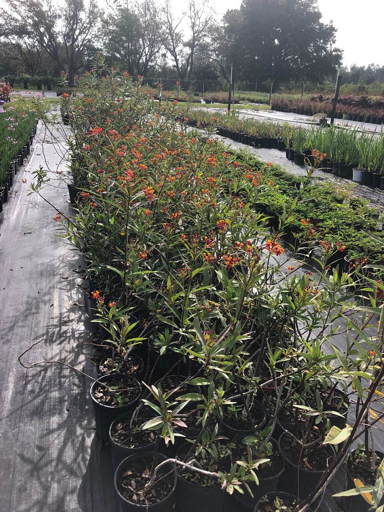 asclepias-curassavica-milkweed-bloodflower