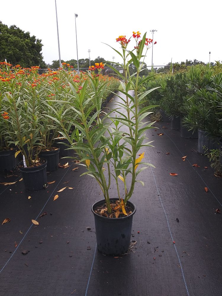 asclepias-curassavica-milkweed-bloodflower