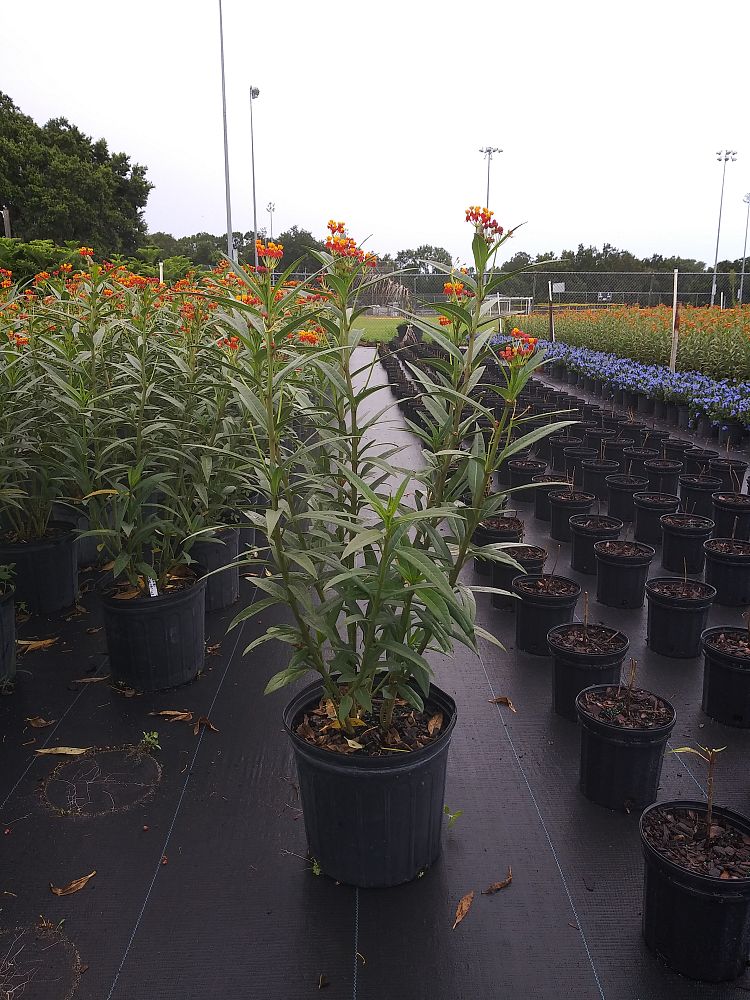 asclepias-curassavica-milkweed-bloodflower