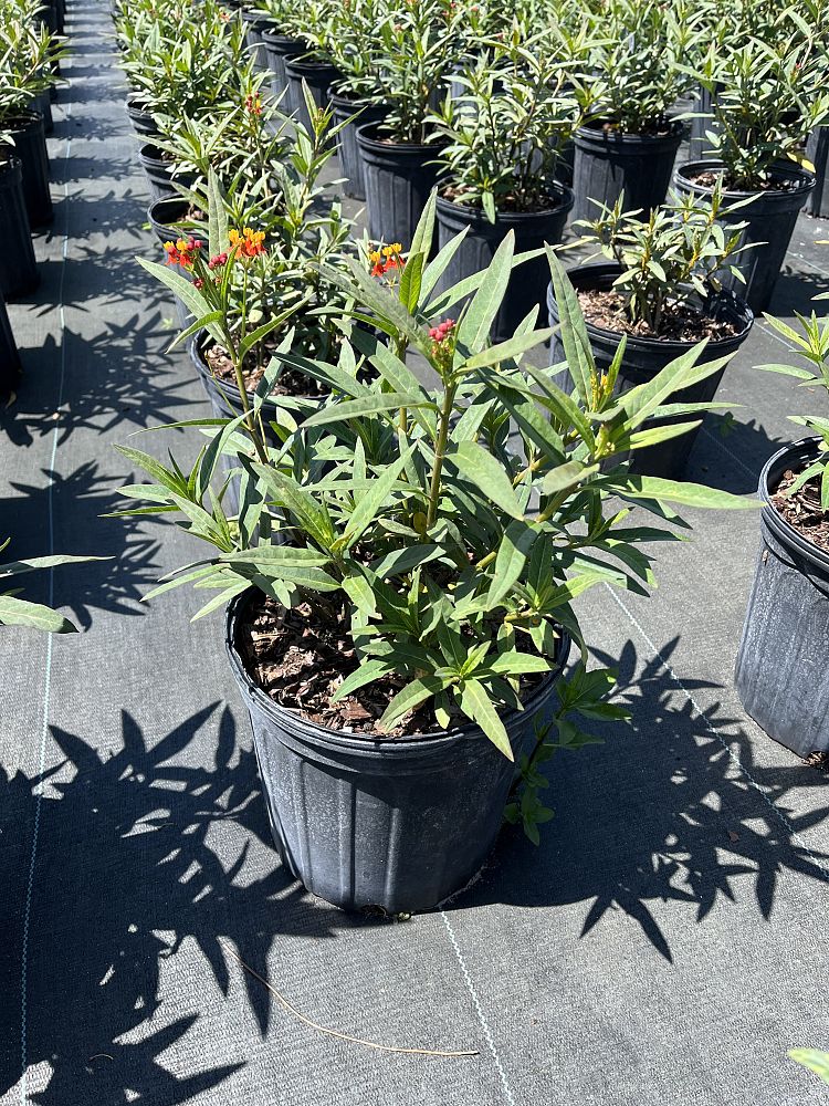 asclepias-curassavica-milkweed-bloodflower