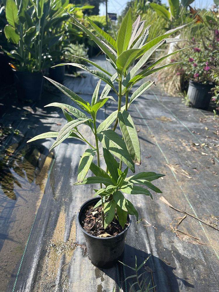 asclepias-curassavica-milkweed-bloodflower