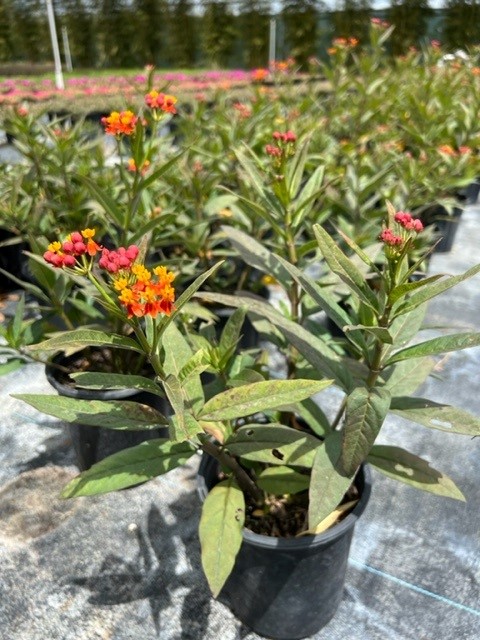asclepias-curassavica-milkweed-bloodflower