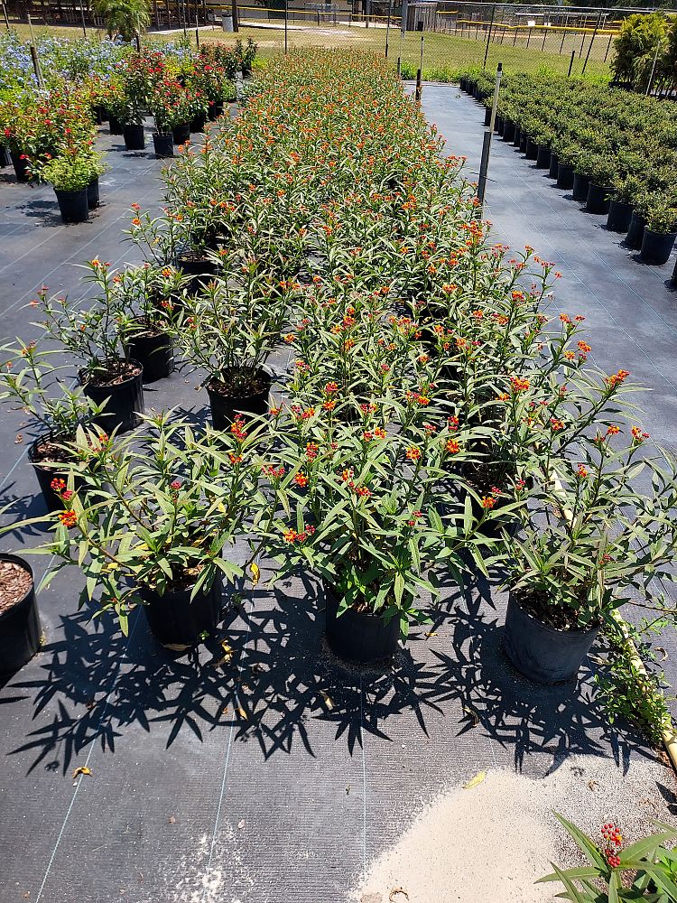 asclepias-curassavica-milkweed-bloodflower
