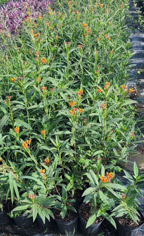 asclepias-curassavica-milkweed-bloodflower