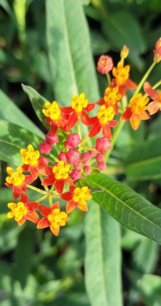 asclepias-curassavica-milkweed-bloodflower