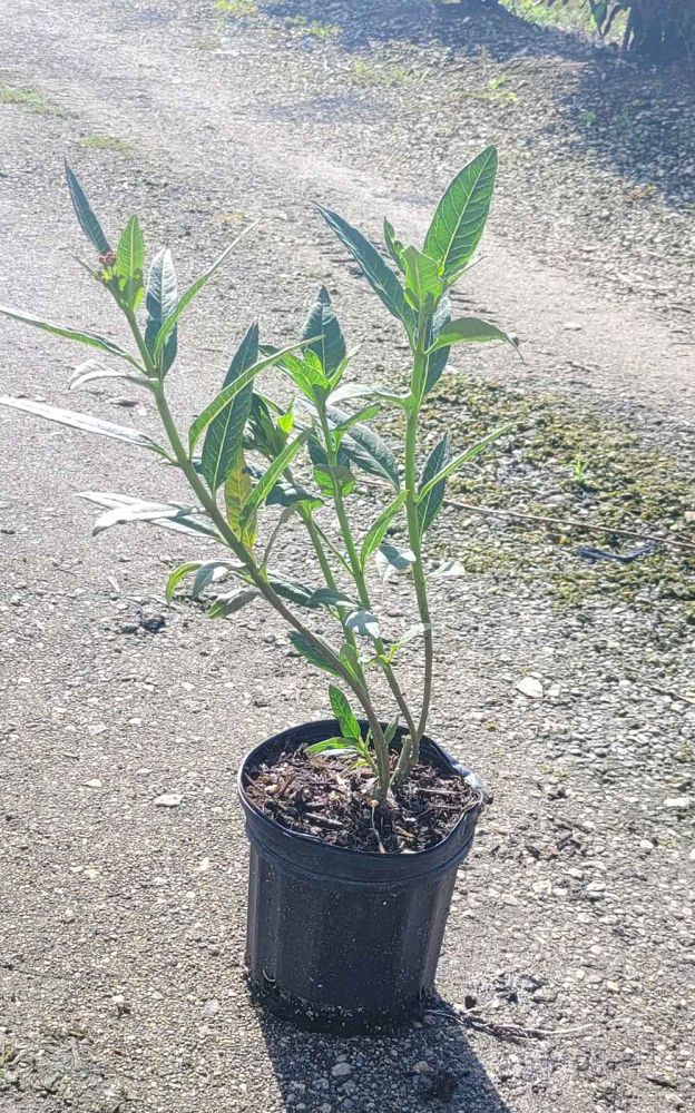 asclepias-curassavica-milkweed-bloodflower
