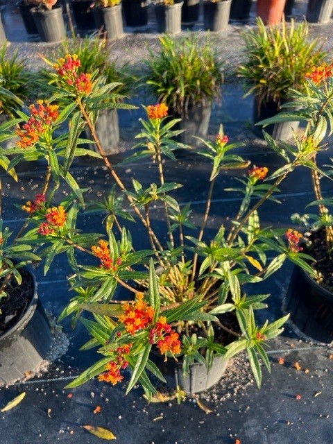 asclepias-curassavica-milkweed-bloodflower
