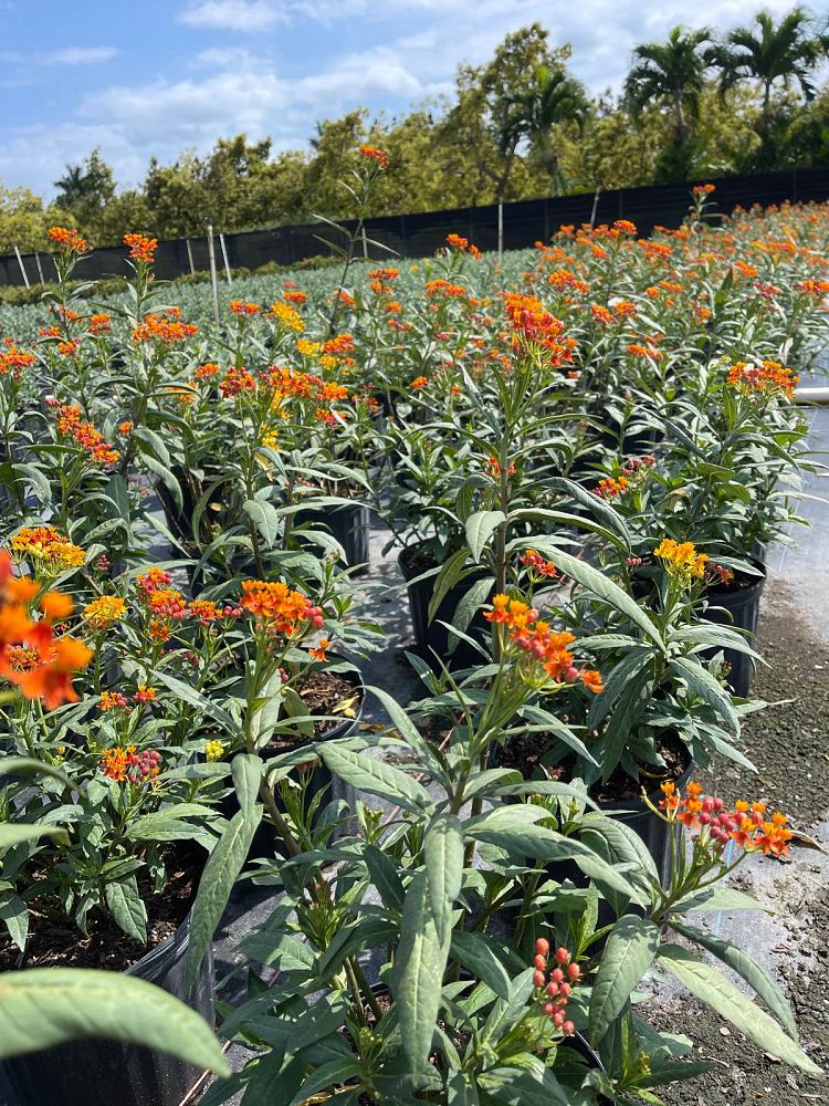 asclepias-curassavica-milkweed-bloodflower