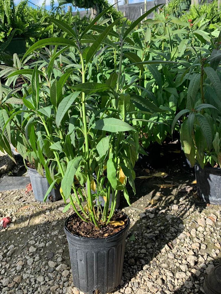 asclepias-curassavica-milkweed-bloodflower